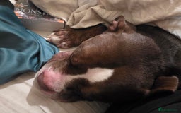 Mixed Breed dogs for sale: Staff x american bull boy in need of a home - Image 3