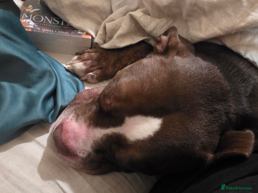 Mixed Breed dogs for sale: Staff x american bull boy in need of a home - Image 3