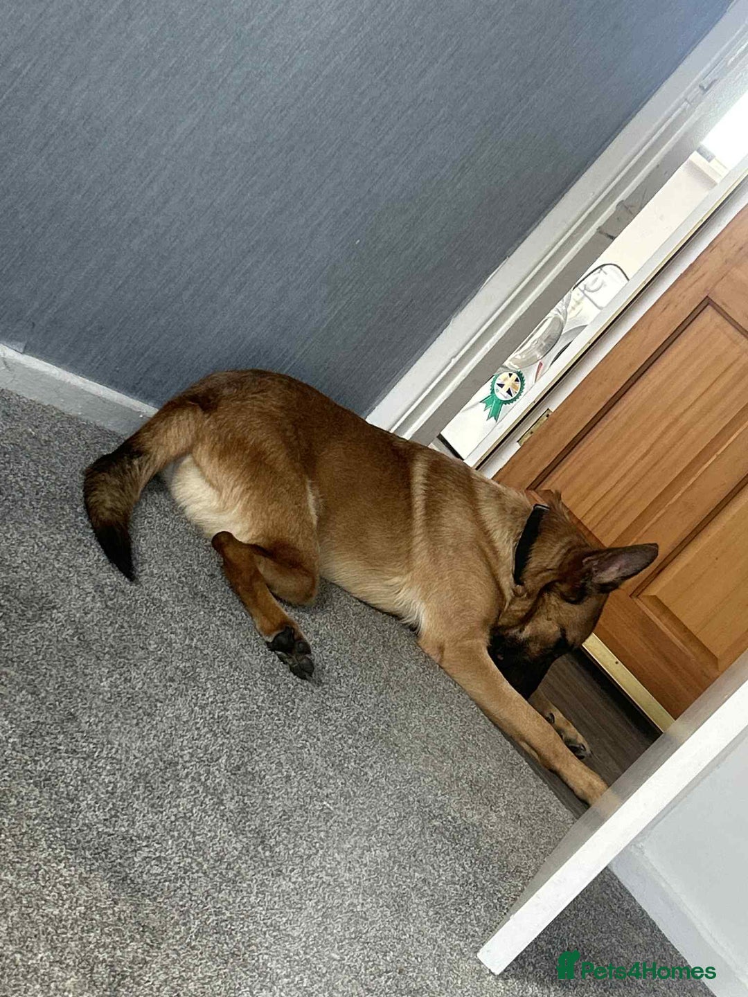German Shepherd dogs for sale: German shepherd 12 months old  - Image 2
