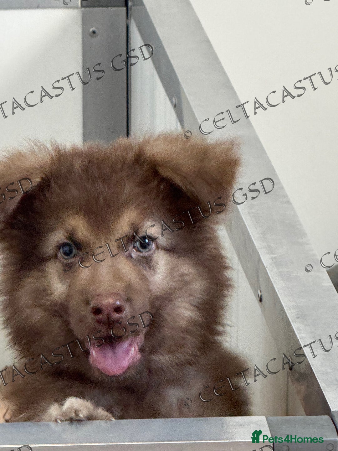 German Shepherd dogs for sale:  Reduced kcreg liver and German shepherd pups  - Image 2