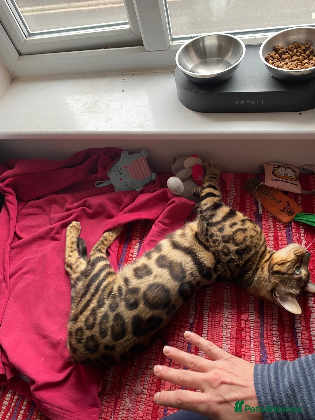 Bengal cats for sale: Loving 1year old male bengal - Advert 13