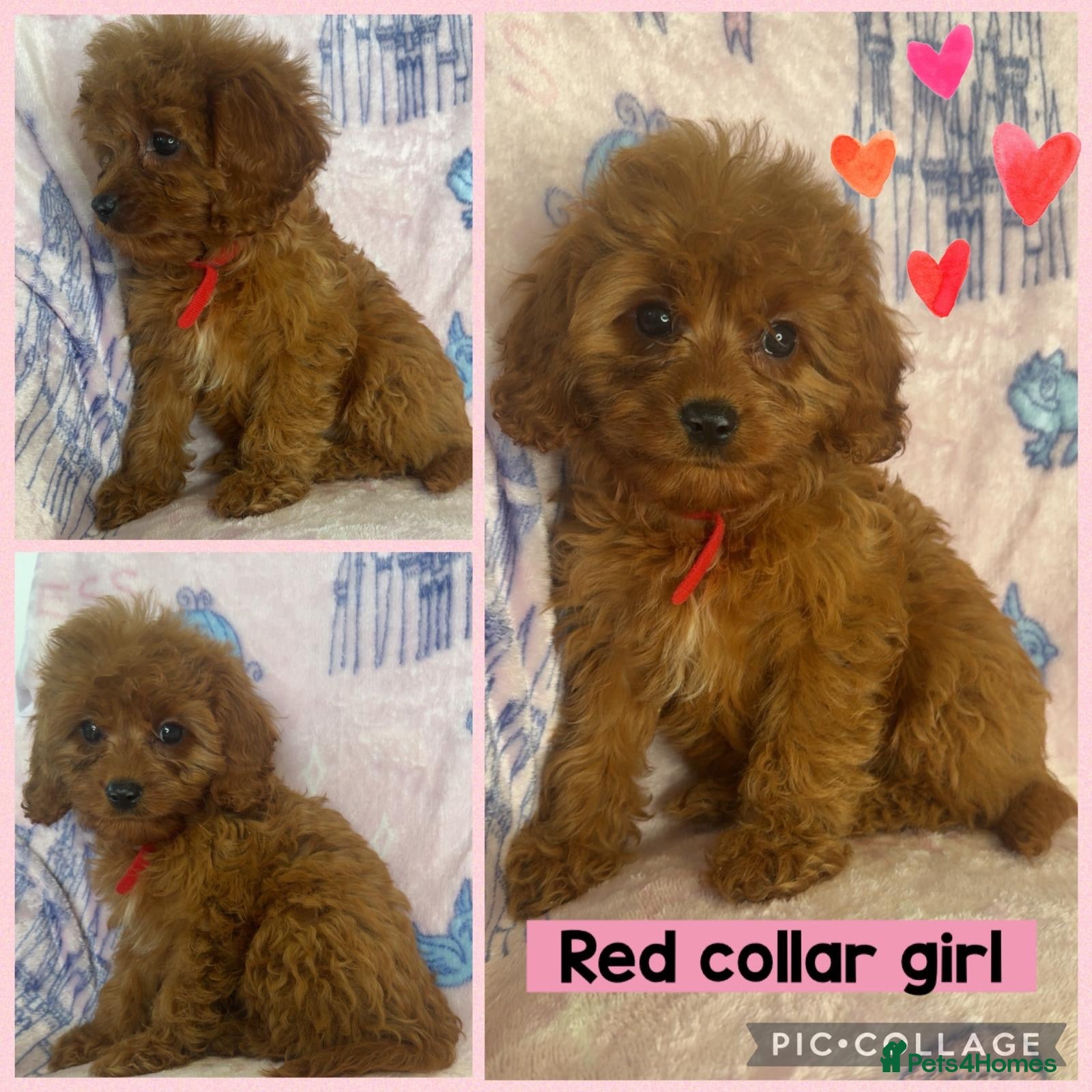 Cavapoo dogs Health clear Toy Cavapoos ready now - Advert 1