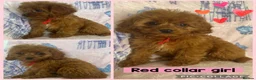 Cavapoo dogs for sale: Health clear Toy Cavapoos ready now - Advert 3