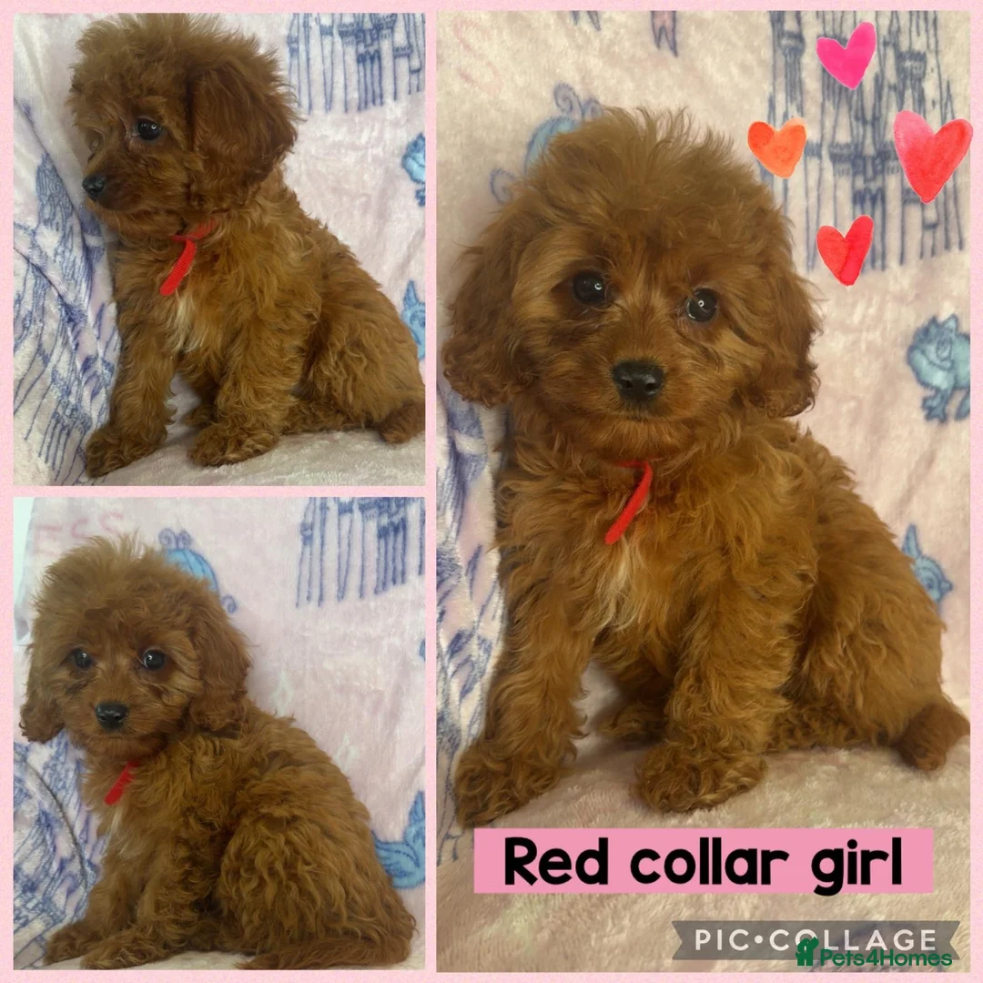 Cavapoo dogs for sale: Health clear Toy Cavapoos ready now - Advert 2