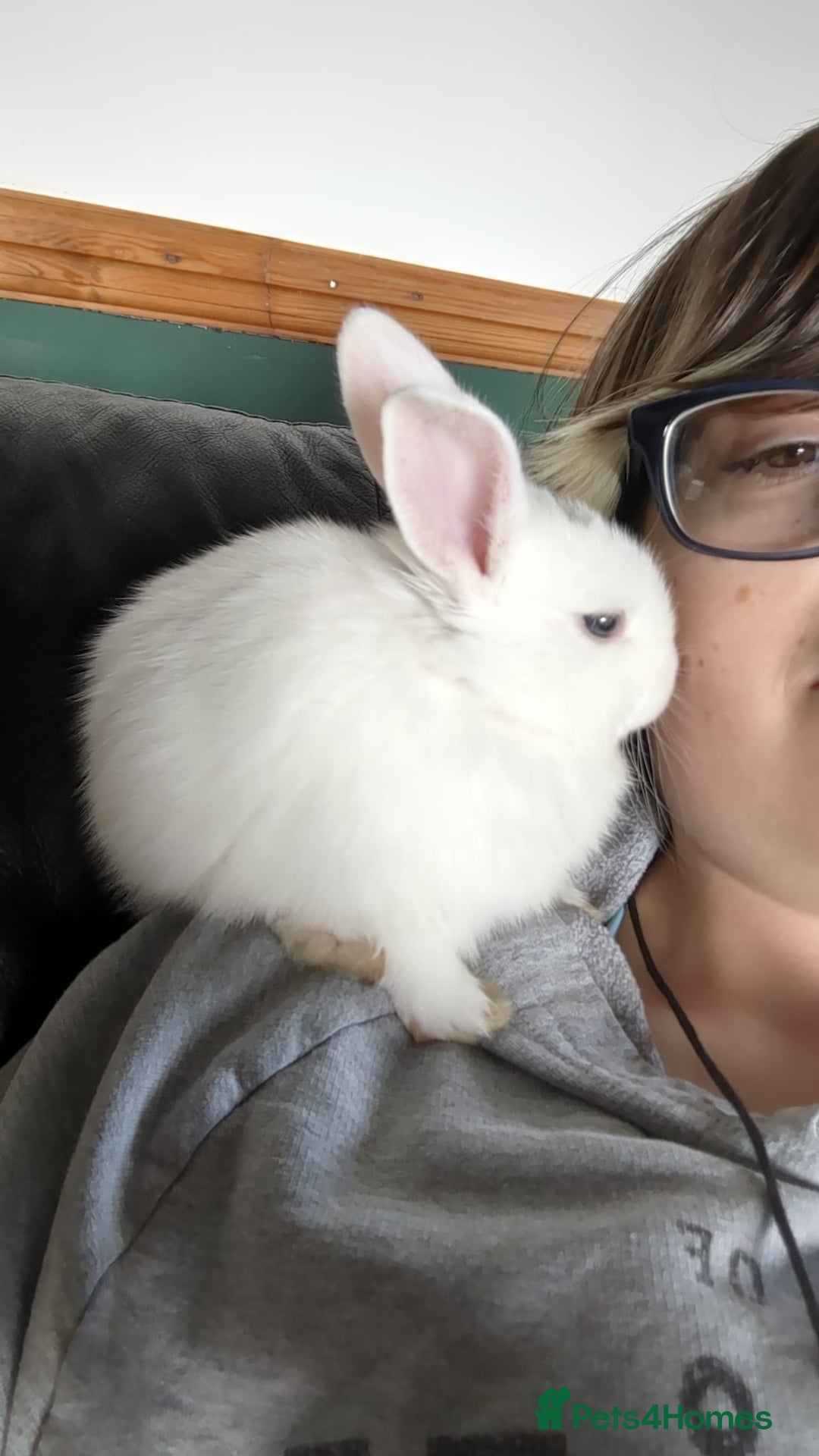 Mini Lop rabbits for sale: 9 Mixed Mini Lop Bunnies for sale - Image 9