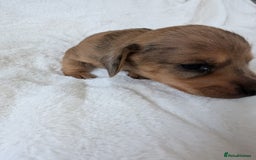 Miniature Dachshund dogs for sale: Smooth shaded red - Image 21