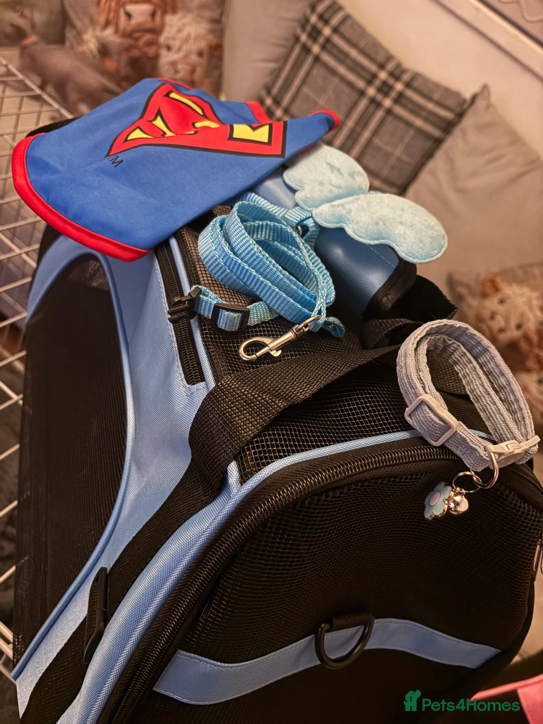 Sphynx cats for sale: Sphynx male  - Advert 5