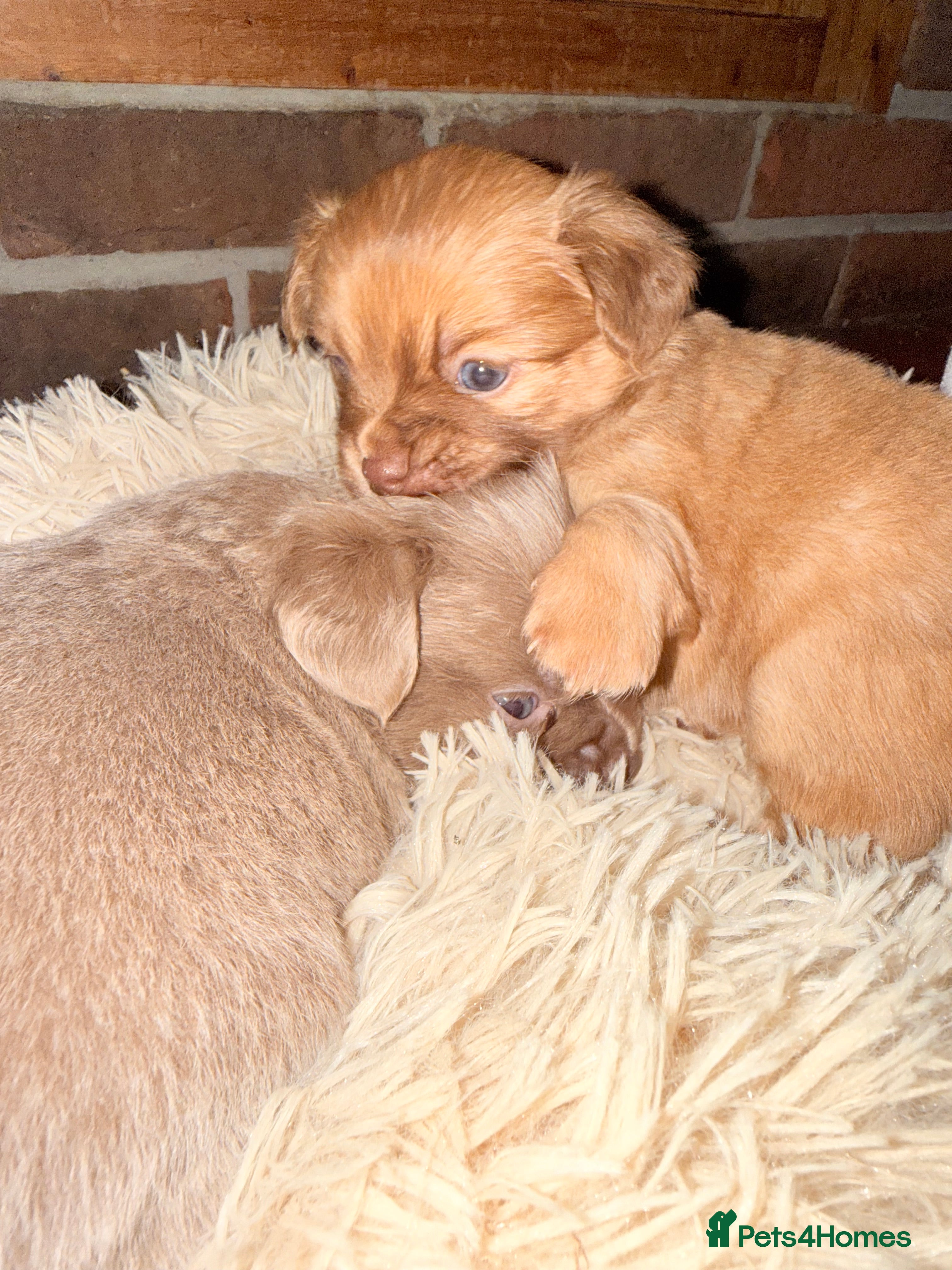 Mixed Breed dogs Outstanding chihuahua x miniature JRT puppies - Advert 12