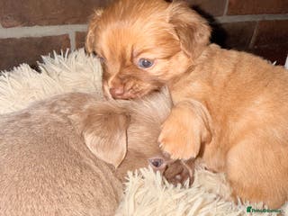 Mixed Breed dogs Outstanding chihuahua x miniature JRT puppies - Advert 12