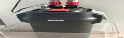 Pufferfish fish for sale: 9 x Pea Puffers and tank for Rehoming - Advert 10