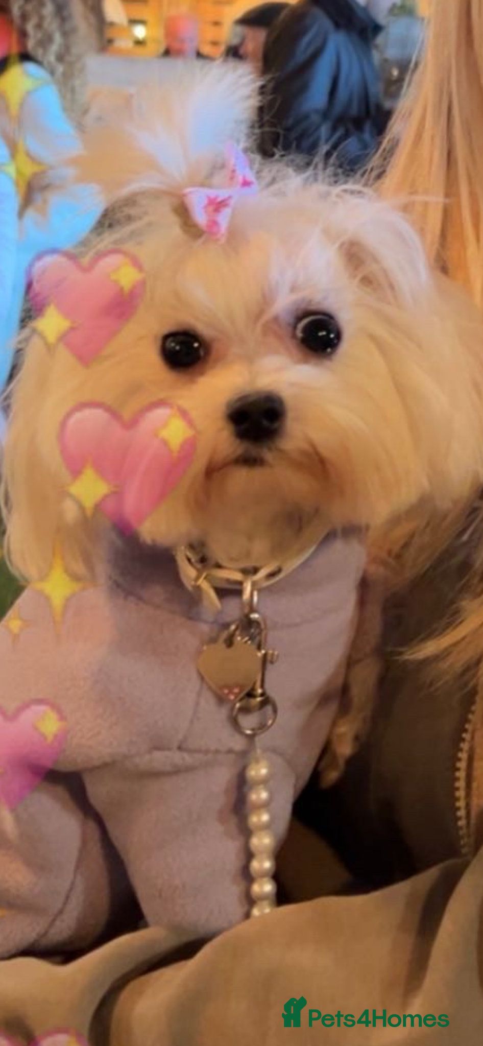 Maltese dogs for sale: Kc reg Maltese 2 years old  - Advert 5