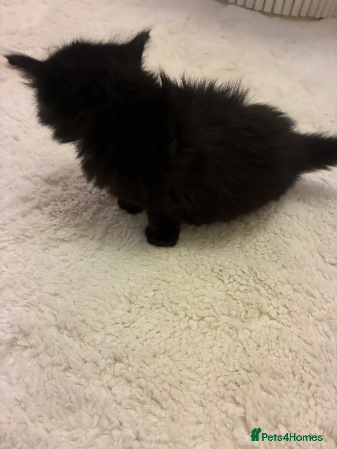 Turkish Angora cats for sale: Turkish angora male  - Advert 9