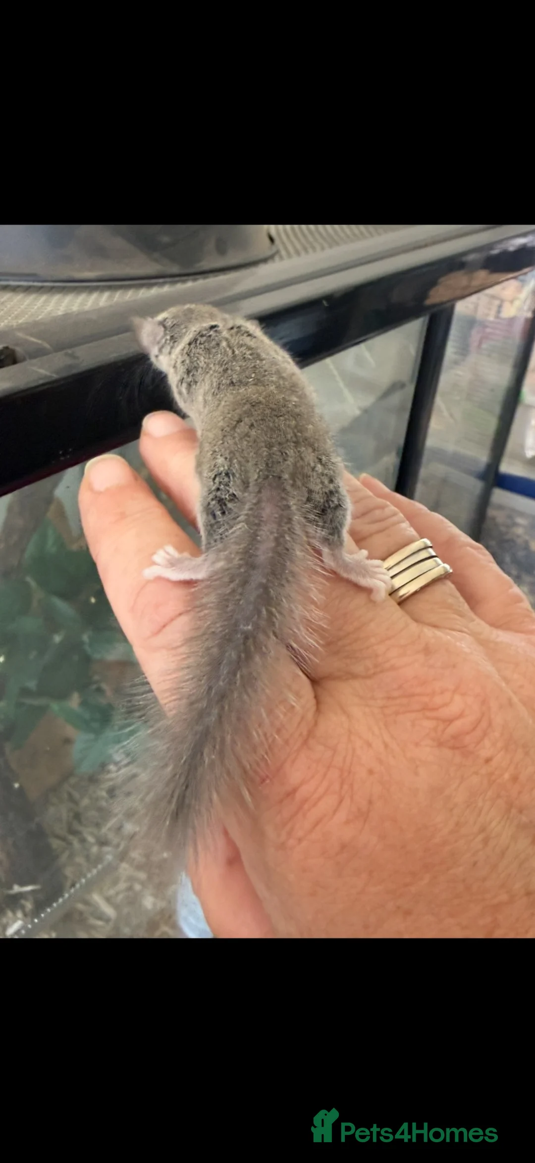 Mouse rodents for sale: Micro squirrels (African Pygmy mice )  - Advert 2