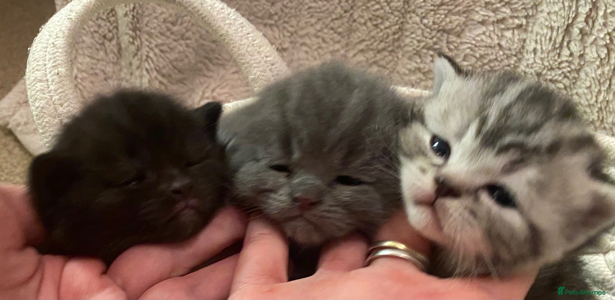 British Shorthair cats Silver blue black polydactyl & non polydactyl  - Advert 7