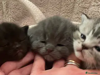 British Shorthair cats Silver blue black polydactyl & non polydactyl - Advert 7