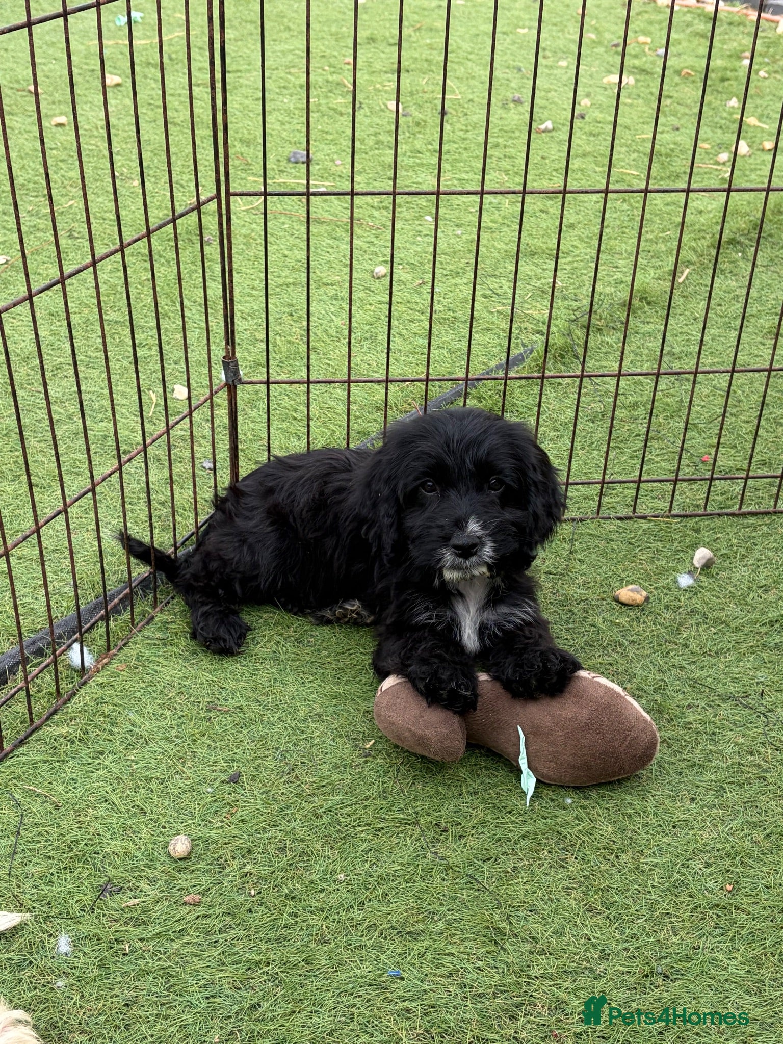 Cockapoo dogs Last stunning cockapoo girl ready now - Advert 6