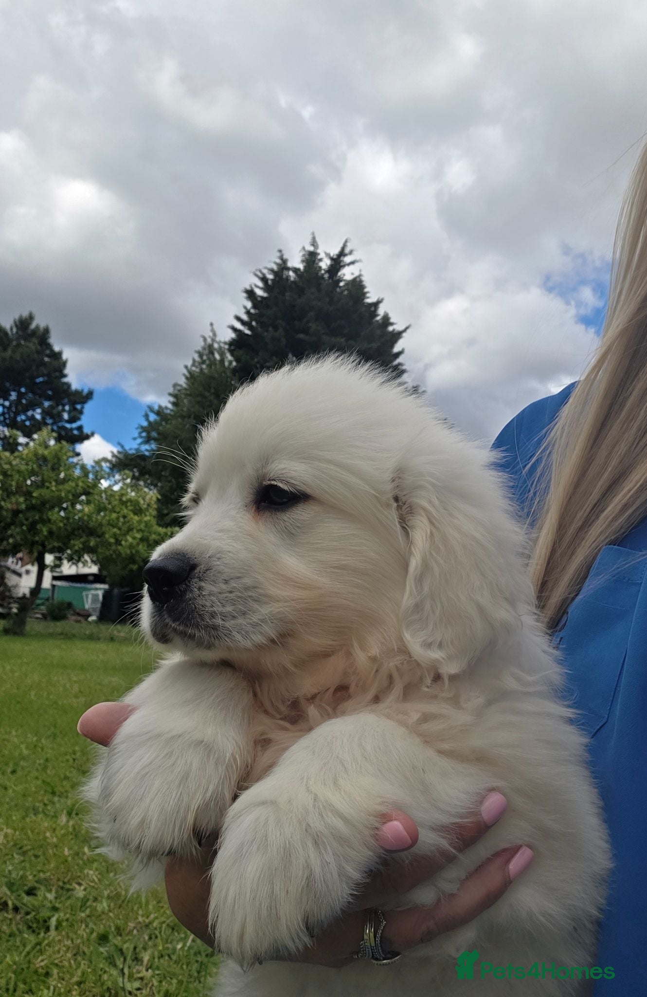 Golden Retriever dogs Extensively Health Tested English Cream Puppies - Advert 2