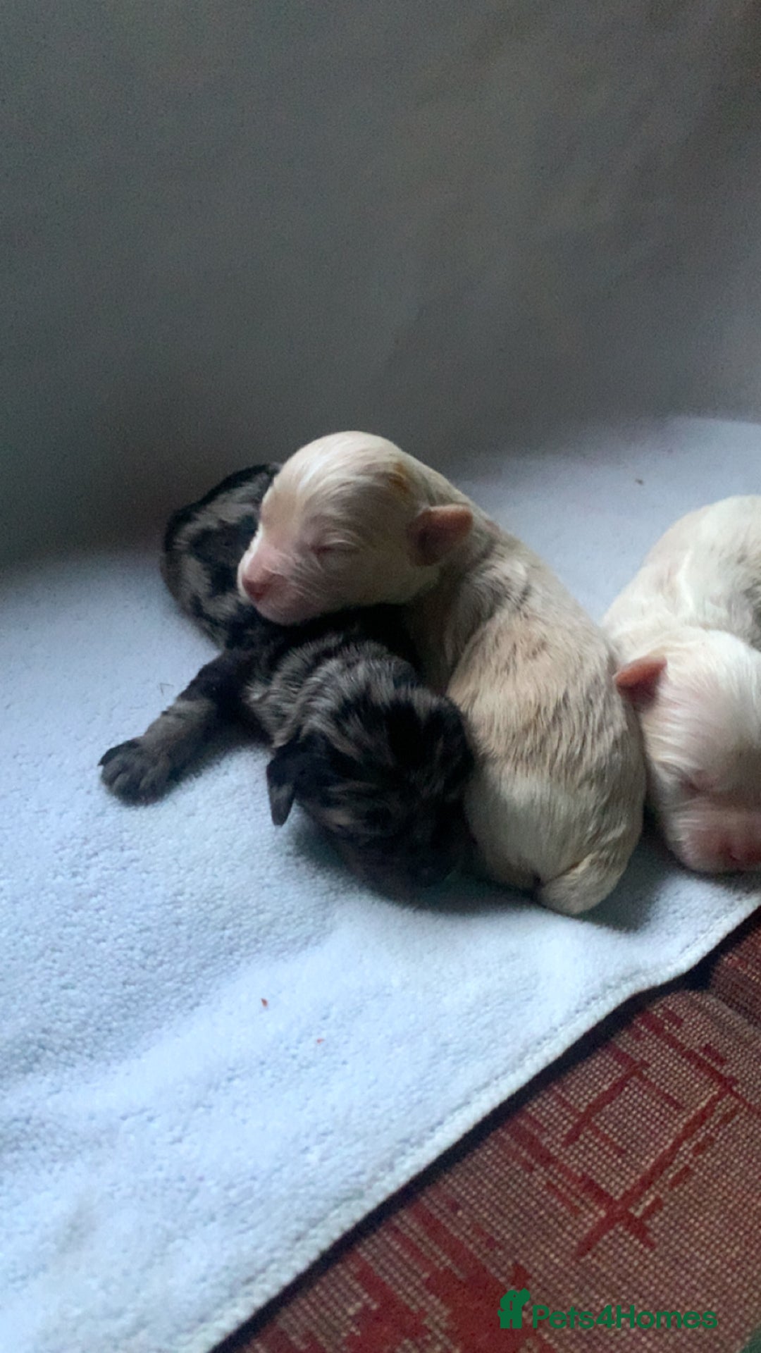 Cockapoo dogs for sale: Miniature cocker poos  - Image 2