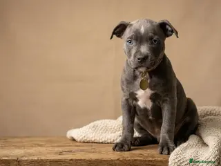 Staffordshire Bull Terrier dogs Not KC Reg Blue Staffordshire Bull Terrier Puppies - Advert 5