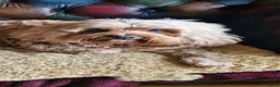 Cavapoo dogs for sale: Beautiful female Cavapoo.  Pet home only  - Advert 11
