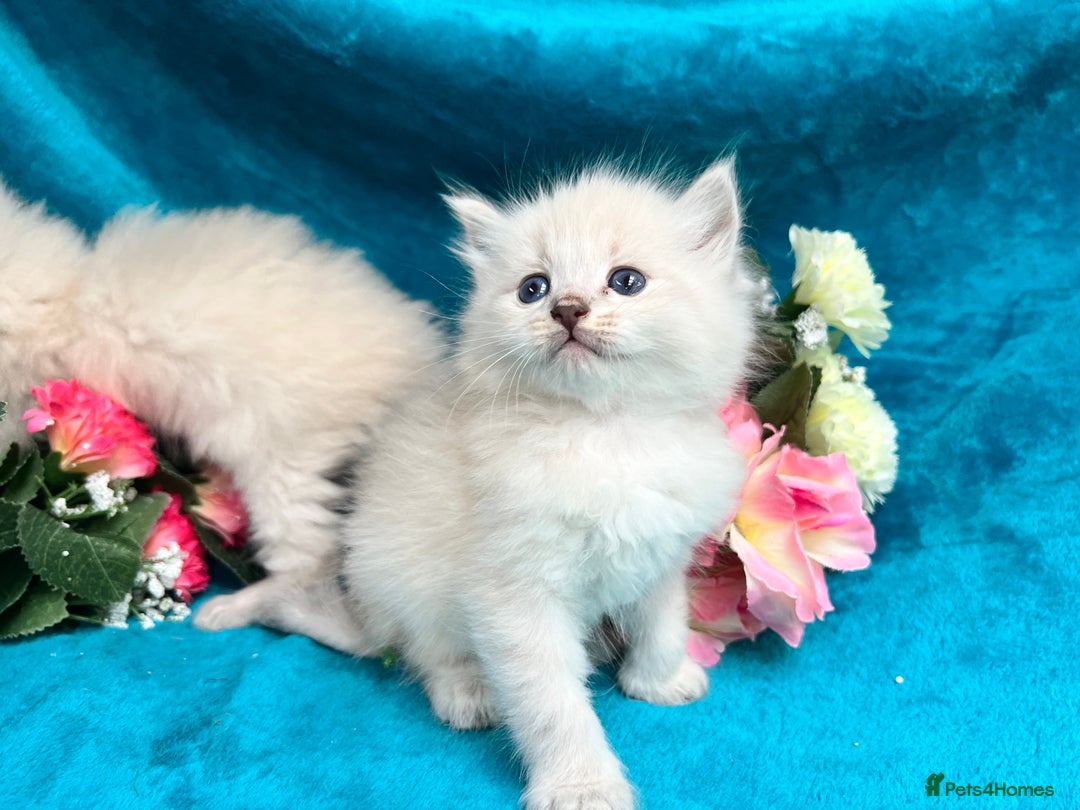 Siberian cats for sale: 🩵🩵Stunning Siberian Neva Masquerade Babies🩵🩵 - Image 8