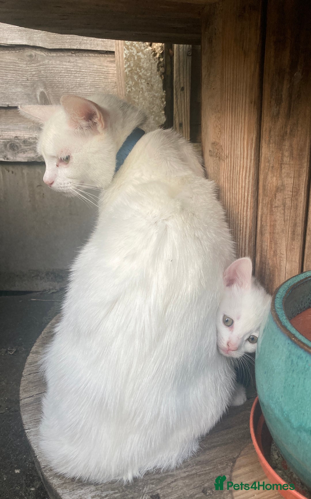 Turkish Van cats for sale: Gorgeous & Loving Turkish Van Kittens - Image 17