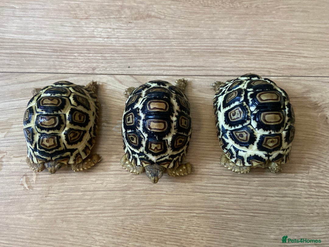 Tortoise reptiles for sale: Leopard tortoise Babies- Rare colour High  Whites - Image 2