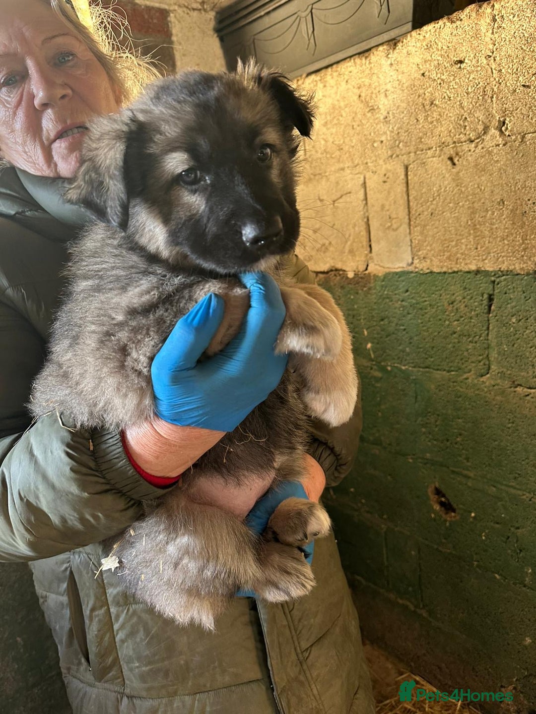 German Shepherd dogs for sale: German Shepard puppies - Advert 12