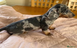 Dachshund dogs for sale: Dachshund puppies  - Image 1