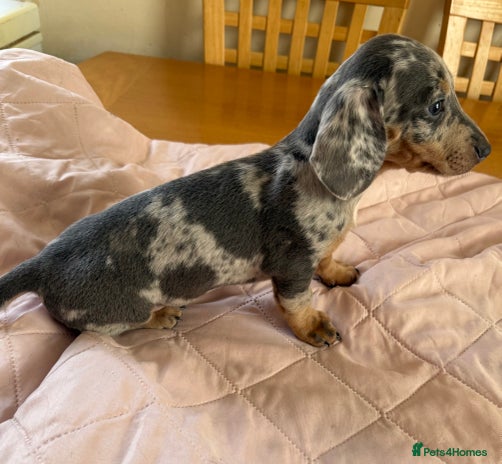 Dachshund dogs - Advert 2