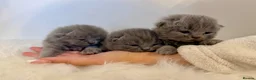 British Shorthair cats for sale: Gccf registered British shorthair kittens - Advert 11