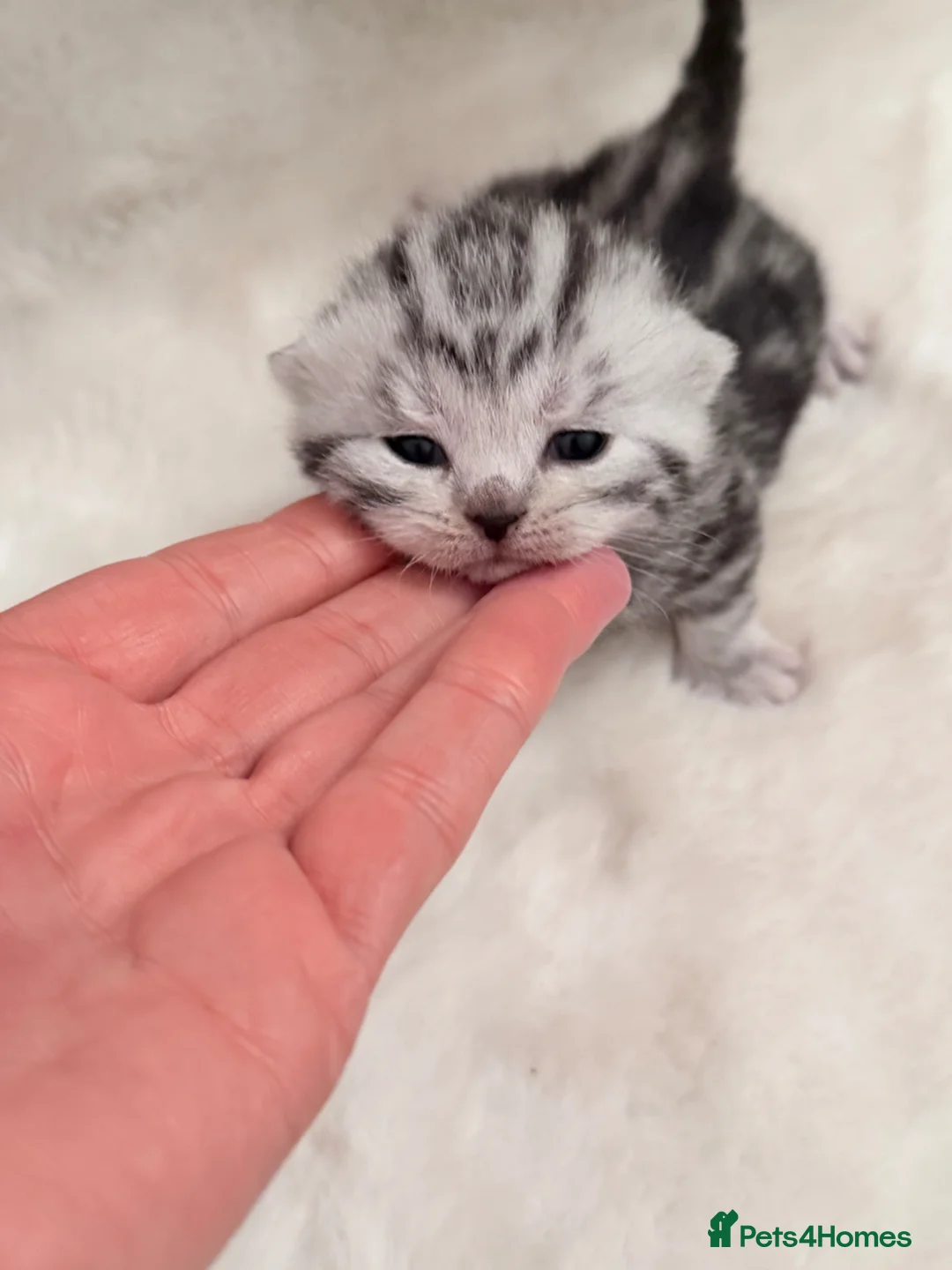 British Shorthair cats for sale: British shorthair silver tabby female kittens  - Advert 1