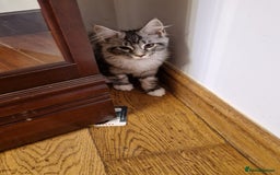 Maine Coon cats for sale: Gorgeous maine coon babies - Image 2