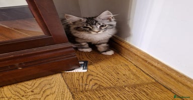 Maine Coon cats - Advert 8