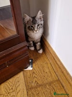 Maine Coon cats - Advert 5