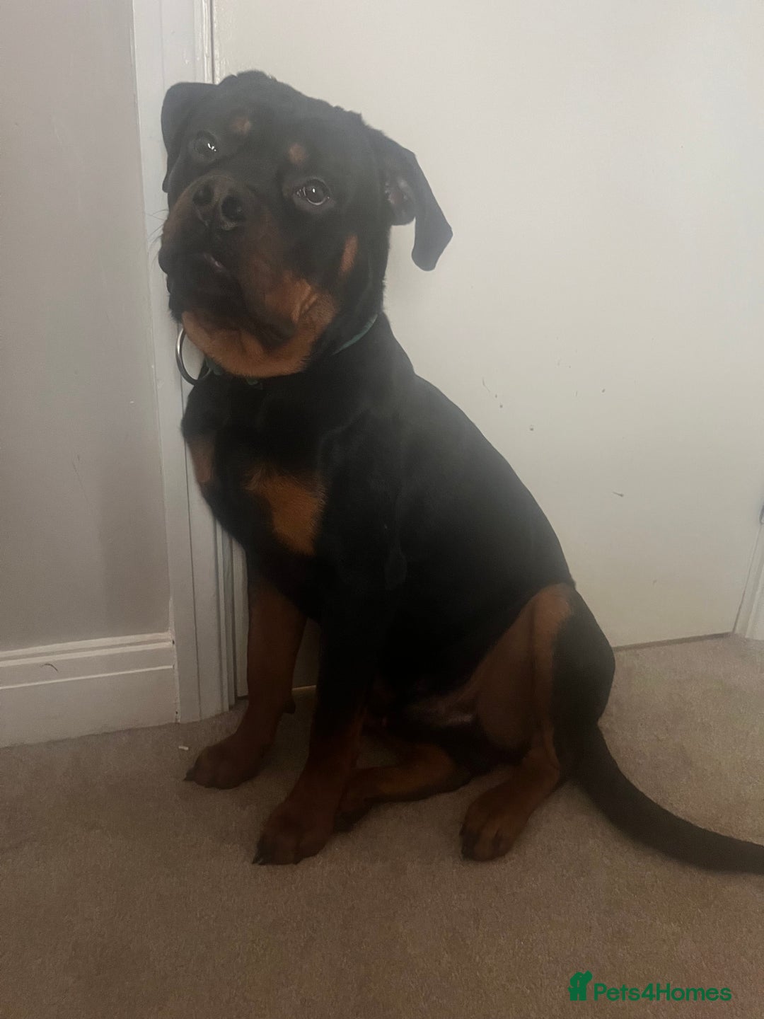 Mixed Breed dogs for sale: 1 year old Male Rottweiler  - Advert 2