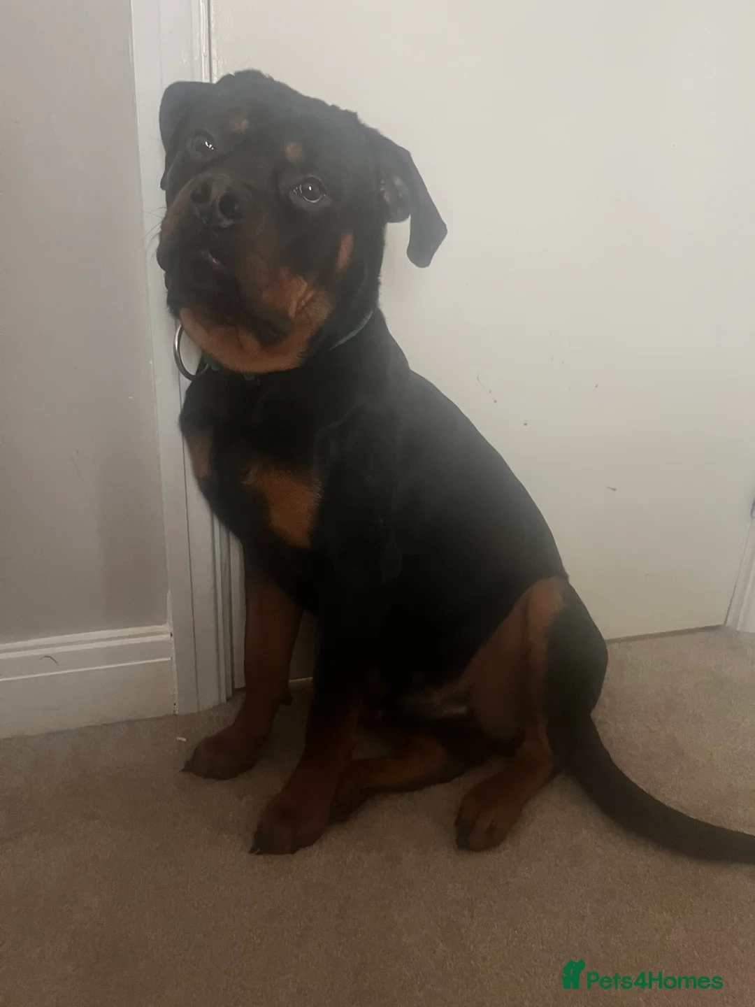 Mixed Breed dogs for sale: 1 year old Male Rottweiler  - Advert 2