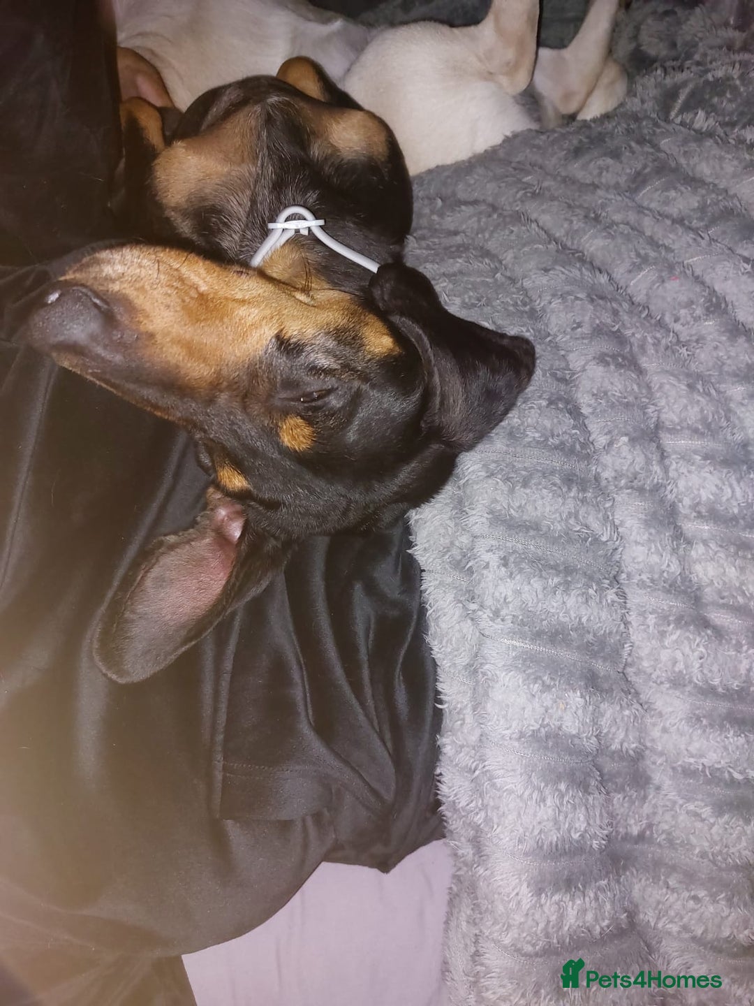 Miniature Dachshund dogs for sale: Beautiful Miniature dachshund  - Advert 8