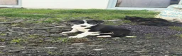 Border Collie dogs for sale: Border collie boy in Ruthin - Advert 7