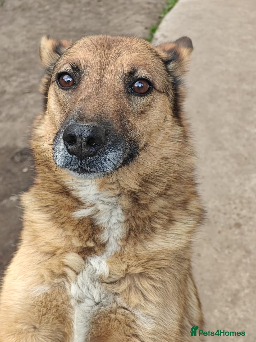 Mixed Breed dogs for adoption: 💖🐶 LARA 🐶💖 - Image 11