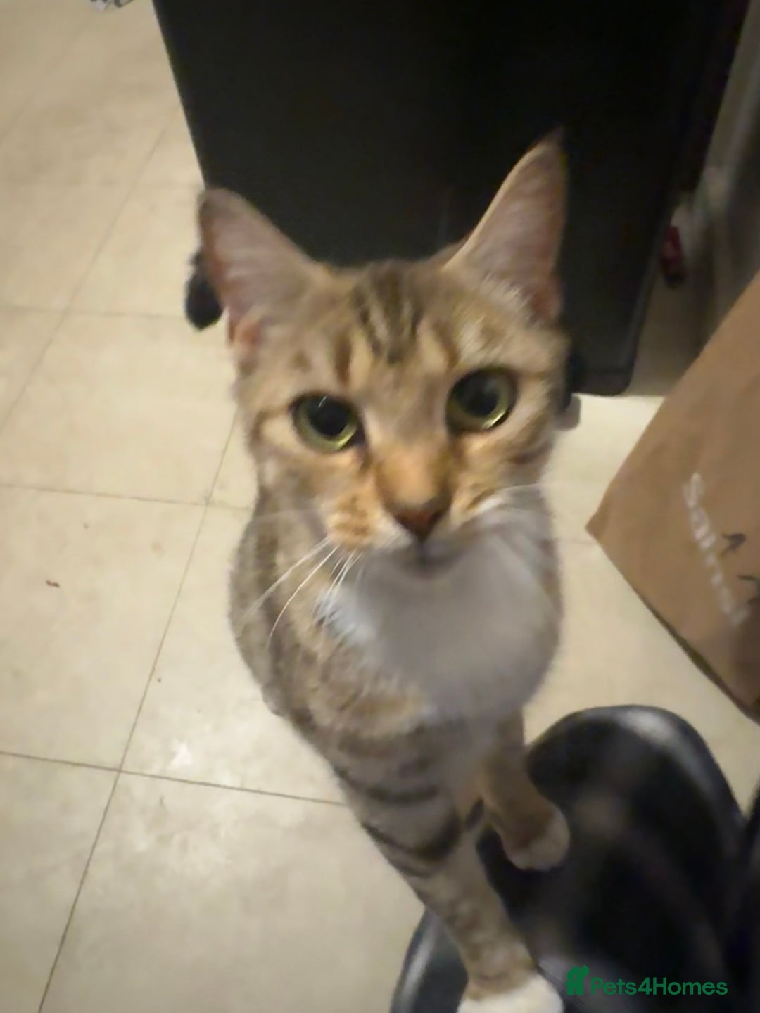 Domestic Shorthair cats for sale: 3 year old girl looking for forever home - Image 3