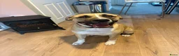 Mixed Breed dogs for sale: Cane corse/ rottie - Advert 2
