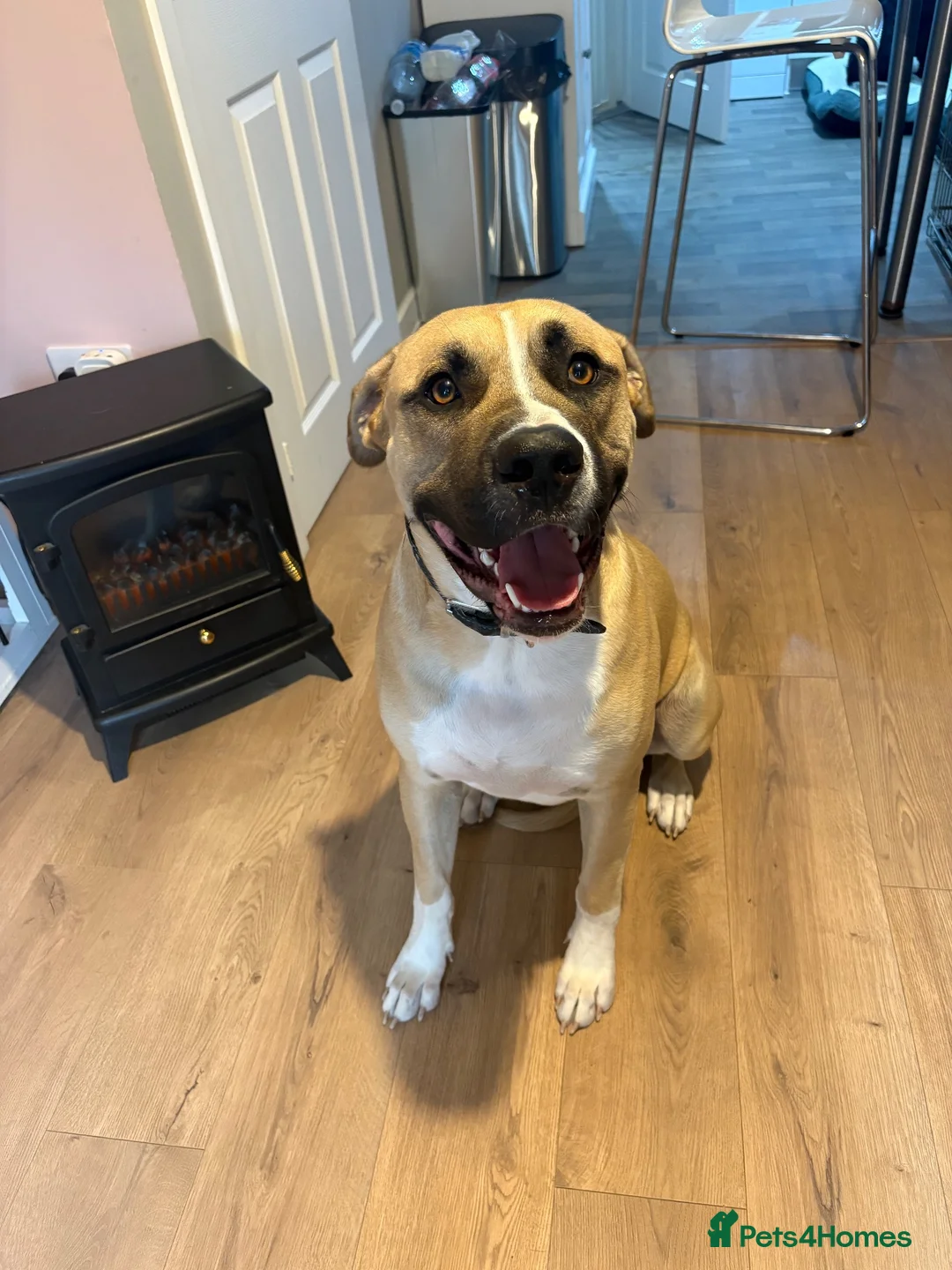 Mixed Breed dogs for sale: Cane corse/ rottie - Advert 2