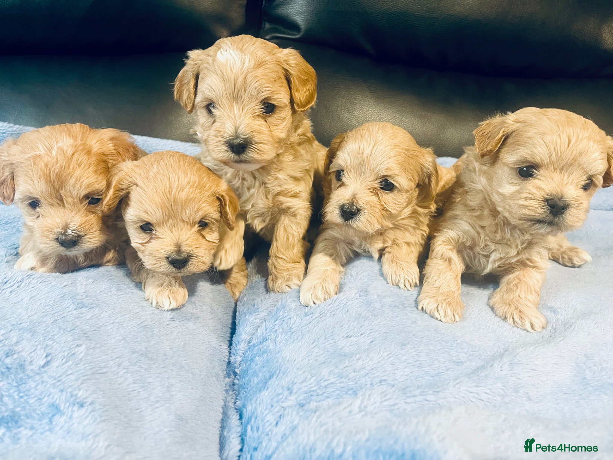 Maltipoo dogs F1 Maltipoo - Advert 4