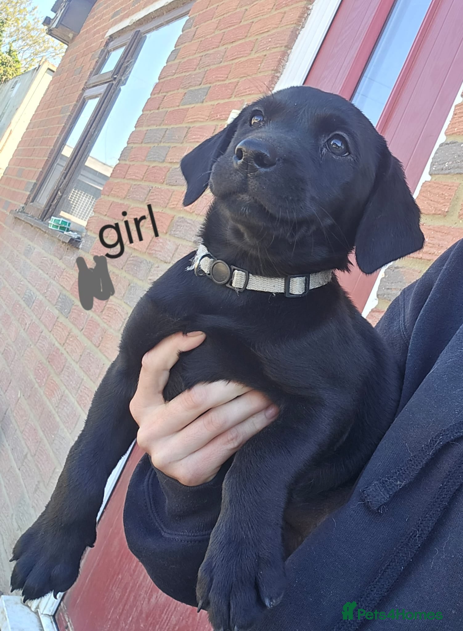 Labrador Retriever dogs Labrador puppies kc registered  - Advert 12