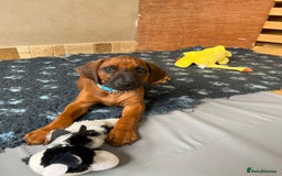 Rhodesian Ridgeback dogs for sale: Ridgeback: Chunky, Large Paws and Full Ridges  in Buckley - Image 21