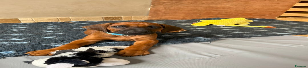 Rhodesian Ridgeback Puppy 7 Blue