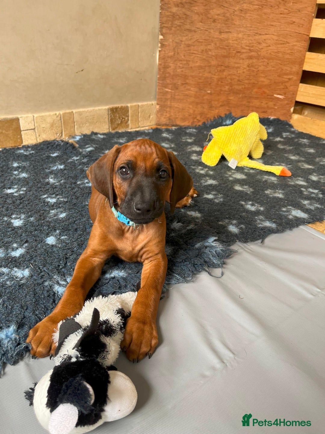 Rhodesian Ridgeback dogs for sale: Ridgeback: Chunky, Large Paws and Full Ridges  in Buckley - Image 21