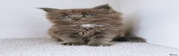Maine Coon cats for sale: Blue maine coon kittens -DNA health tested parents - Advert 25