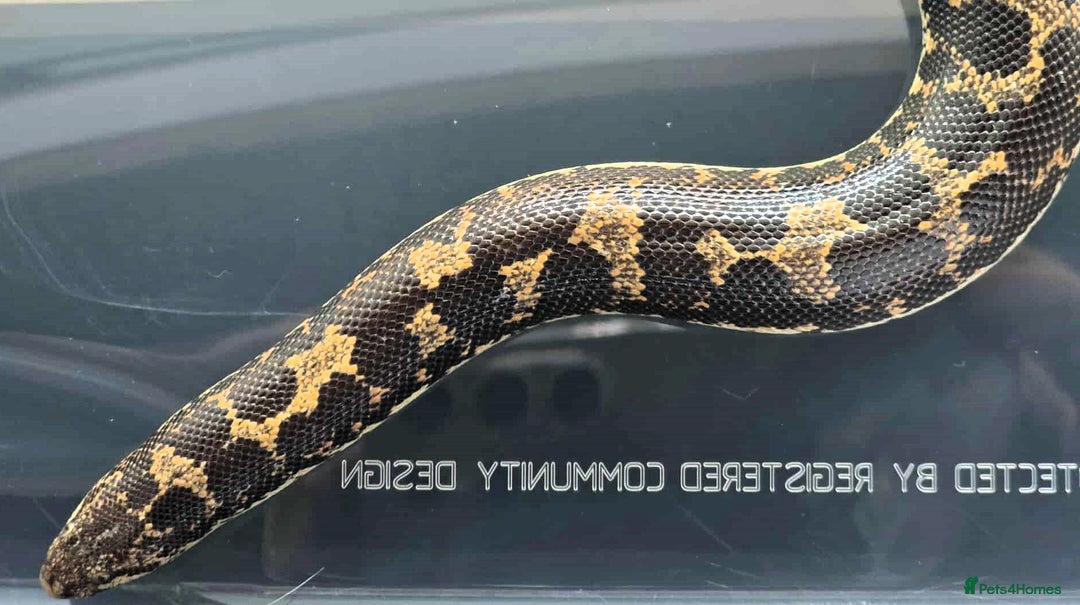 Snake reptiles for sale: Male Kenyan Sand Boa - Image 7